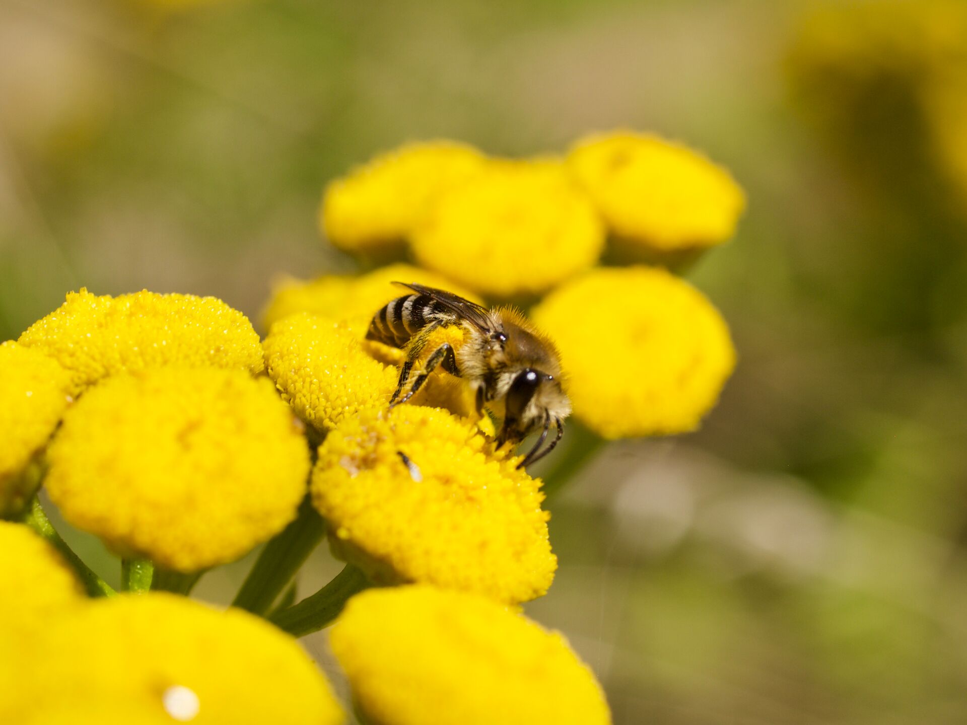 Linda Trein_Seidenbiene_Rainfarn
